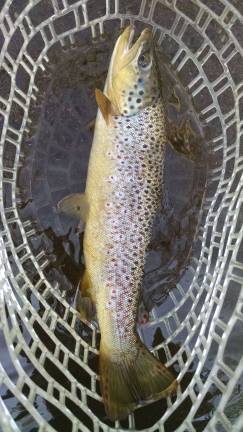 For love of fly fishing Another wild brown trout caught in northwest NJ at a designated wild trout stream.