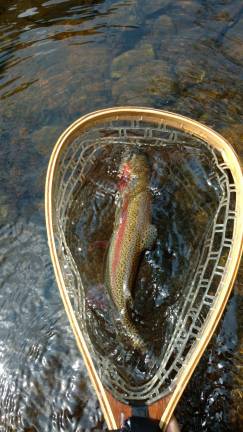 For love of fly fishing A beautiful wild rainbow trout caught in northwest NJ. This is a rarity in New Jersey. There is only a handful of rivers in NJ that have rainbow trout successfully reproducing. And all rivers that do are only in northwest New Jersey. Photos by Robert Shephard except where otherwise indicated