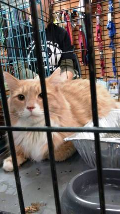 Pottermania comes to Newton Crookshanks: One of the cats available for adoption at Max and Molly’s Closet, named for a cat from the Harry Potter series.