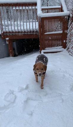 Trish Palko's 10-year-old Lab mix, Leah, enjoys the snow in their yard in Sparta.