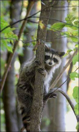 Who's that masked mammal? Who's that masked mammal?