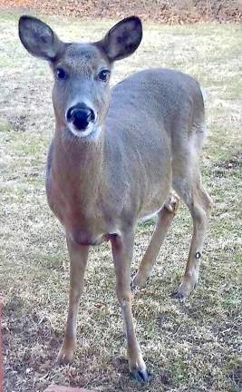 Family announces death of beloved deer