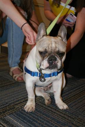 The therapy dog is dead: Long live the therapy dog Stanley the survivor
