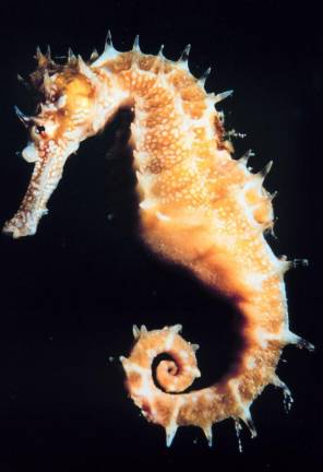 Contest for children with interest in sea life Contest for children with interest in sea life