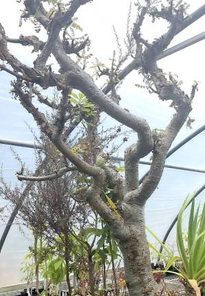 The Lake Mohawk Golf Club Women’s Association visited Well-Sweep Herb Farm in Port Murray for inspiration and spotted this rare frankincense tree.