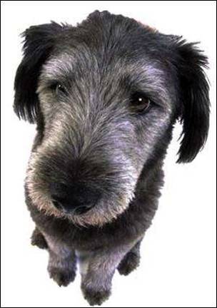 Teaching dogs and kids new tricks in how to get along Teaching dogs and kids new tricks in how to get along
