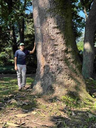 Historical society to celebrate trees Forrest Jennings stands next to a Sycamore tree.