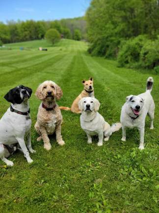 Local dog parks Pups at Wantage Dog Park. Photo: Jeremy Hubbard