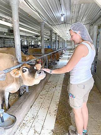 Amazing cheese made from scratch right in Sussex County Some of the Jersey girl cows.