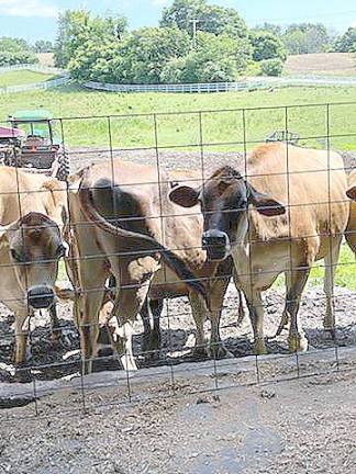 Amazing cheese made from scratch right in Sussex County Some of the Jersey girl cows.