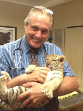 Cryosurgery at Sussex County Animal Hospital Dr. Ted Spinks, V.M.D.. holds patient Titus the Bengal tiger cub from Space Farms Zoo.
