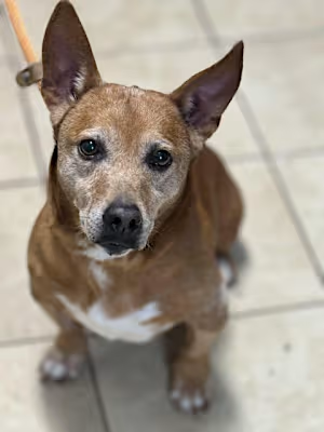 Meet Buster Meet Buster