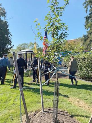 The Survivor Tree that was recently planted adjacent to the 911 Memorial at SCCC (Photo by Laurie Gordon)