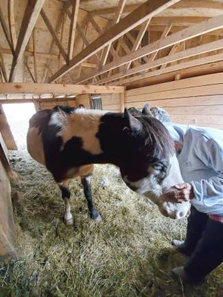 Sanctuary asks for help caring for neglected horses Diane Romano kisses Baby Boy. He is one of the three horses Romano's rescue sanctuary is helping.