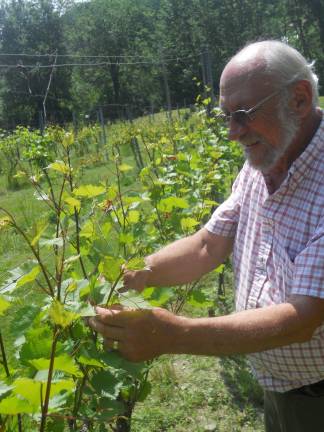 Ventimiglia Vineyards offers a taste of New Jersey's grapes Photo by Alexis Tarrazi Gene Ventimiglia owner of the Wantage winery tends to his vineyard.