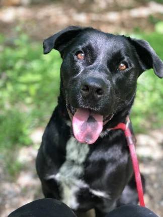 Dog of the week: Lucky Harvard Dog of the week: Lucky Harvard
