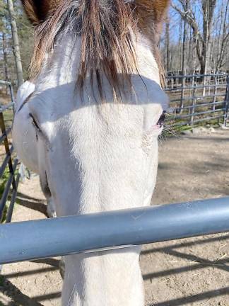 Horse sanctuary needs help to get through the winter Princess (Photo by Laurie Gordon)
