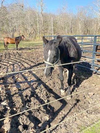 Horse sanctuary needs help to get through the winter Black Beauty (Photo by Laurie Gordon)