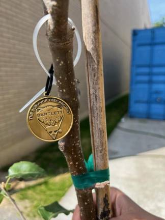 Local Sept. 11 events A seedling from the 9/11 Survivor Tree found at Ground Zero in lower Manhattan has been planted in front of the Vernon, N.J., municipal building. (Photo provided)