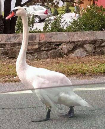 Sparta wildlife Sparta wildlife