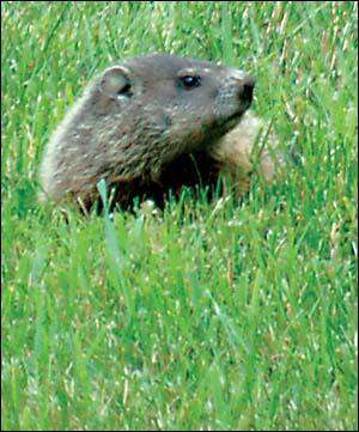 Groundhog Day arrives Groundhog Day arrives