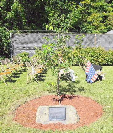 The Survivor Tree sapling in Musconetcong Park (Photo by Vera Olinski)