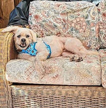 Meet Shaggy #2 Meet Shaggy #2