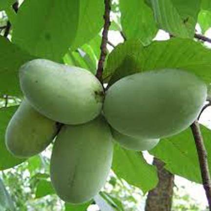 Pawpaw fruit is native to New Jersey.