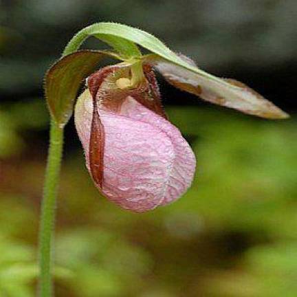 Native Plant Society of NJ