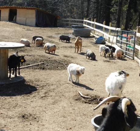 Numerous animals cohabitate one pasture at Sugar Sweet Farm on Rt. 206 in Andover, on Monday, March 9, 2020. Owner Dennis Sugar is facing animal cruelty charges stemming from instances of dead or distressed animals on properties he previously leased in Hampton and Lafayette.