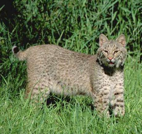 the Nature Conservancy expands Blair Creek Preserve Photo by Bob Gress for The Nature Conservancy Bobcat in the wild. The Blair Creek Preserve is one of the few New Jersey habitats for the bobcat.