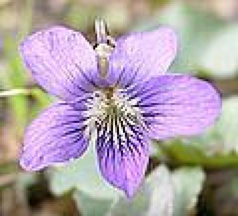 NJ State Flower - The Violet