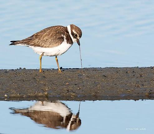 Semi-Palmated Plover Pulls Worm, by Irene Hinke-Sacilotto