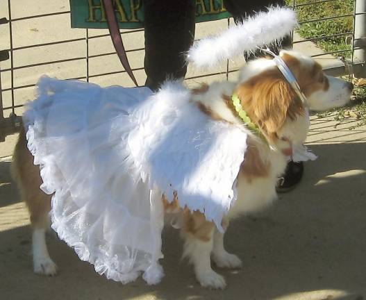 A howlin’ Halloween Parade at Vernon Dog Park Angel Emily looked heavenly in her Halloween best (Photo by Janet Redyke)