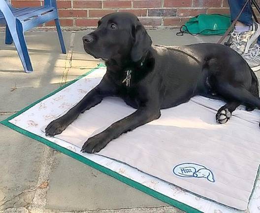 The popular “Read to a Dog” program has resumed