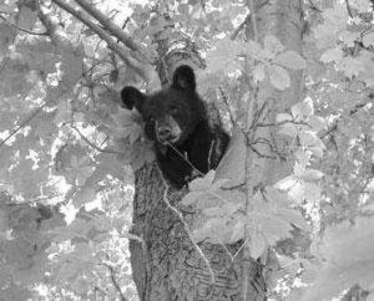 State proposes bear-free zones to rein in bruins State proposes bear-free zones to rein in bruins