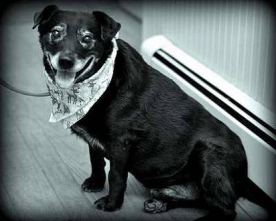 The Rescue Round-Up Buddy