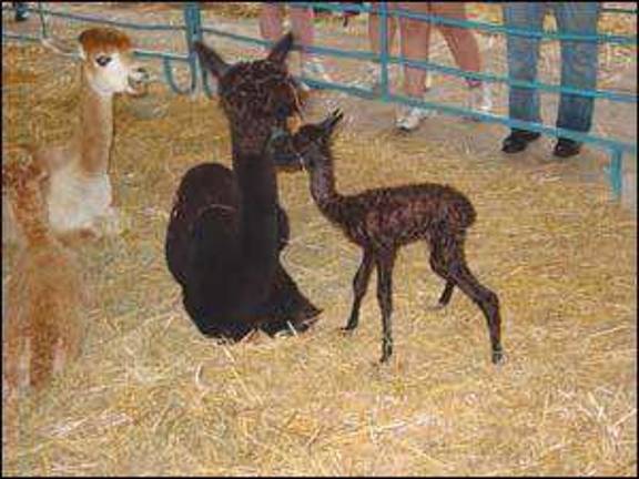Born at the fair Born at the fair