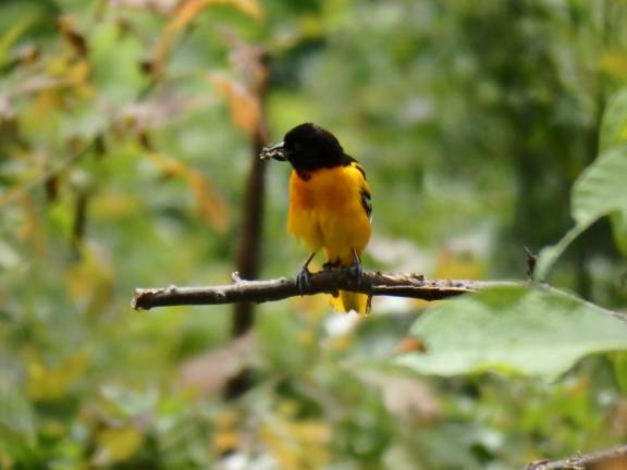 Baltimore Oriole on Sparta Mountain.