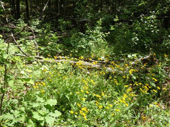 Flowers in young forestation on Sparta Mountain.