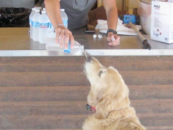 Kelly Brooks’ golden retriever, Benny, enjoys some cool refreshment during the art festival (Photo by Janet Redyke)
