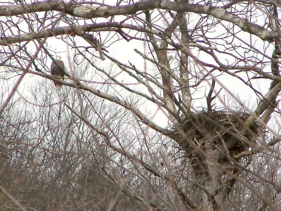 Bald eagle near nest seen on the Dec. 13 Search for Eagles (Photo provided)