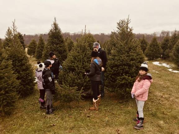 The choose and cut tree has begun. Pictured is a family selecting their tree in Andover.