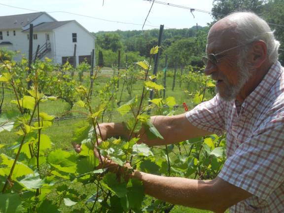 Ventimiglia Vineyards offers a taste of New Jersey's grapes Photo by Alexis Tarrazi Gene Ventimiglia owner of the Wantage winery tends to his vineyard.