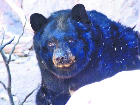 Bear season opens in New Jersey Bear season opens in New Jersey