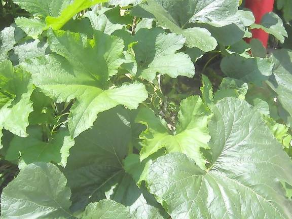 Giant pumpkin leaves unfurl at the Vernon Township Municipal building’s front door