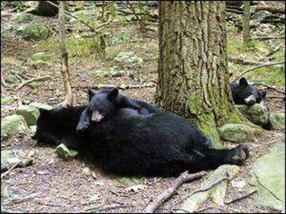 Both sides taking aim at state bear hunt Both sides taking aim at state bear hunt