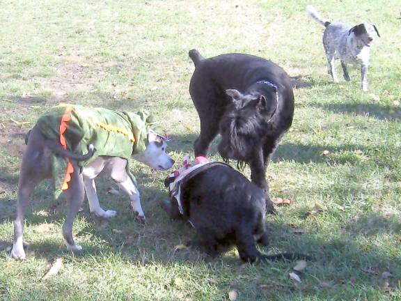 Costumed pooches meet and greet at the dog park (Photo by Janet Redyke)