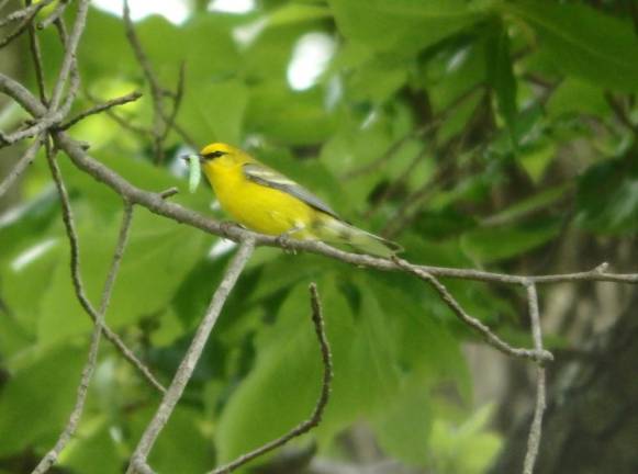 Blue Winged Warbler with caterpillar on Sparta Mountain.