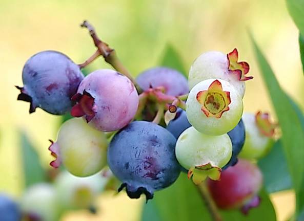 NJ State fruit -blueberries.